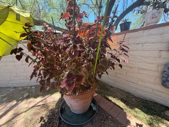 Coleus plants