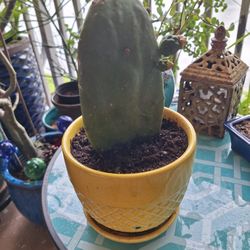 Flowering Cactus In Glazed Pot