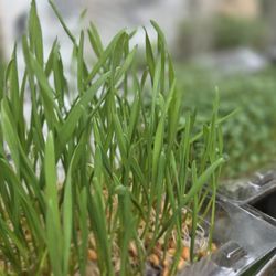 Cat Grass 🐈😺 Happy Grass 