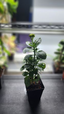 Plant - Kalanchoe