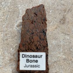 Dinosaur bone