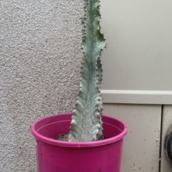 Variegated African cactus Plant