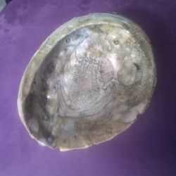Large Abalone Dish