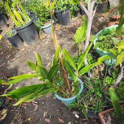 Chậu cây Củ Riềng The Galangal Shell Ginger Plants Tree Pot