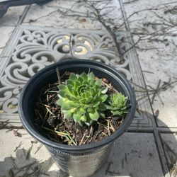 Succulents