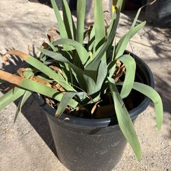 White Iris Flower Bush Hardy Beautiful Flowers In Spring