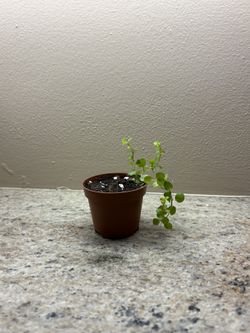 Indoor Or Outdoor Plant Creeping Jenny Plant 