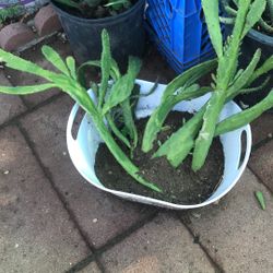 Cacti  Plant  Succulents 