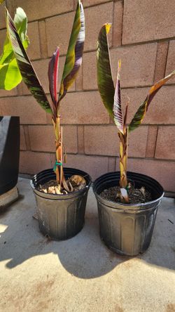 Zebrina Rojo or blood banana