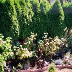 Instant Privacy Evergreen 🌲 Fences 