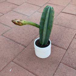 Peruvian Apple Cactus With White Flower In White Ceramic Pot 