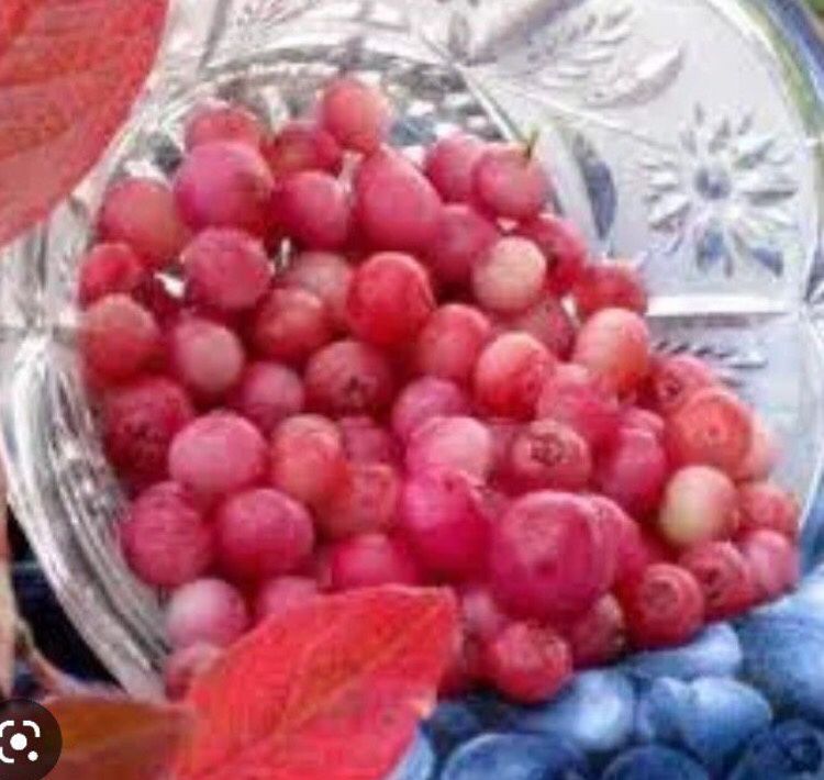 Pink Lemonade Blueberry Self Fruitful 1gallon Seft Pollinating Tree