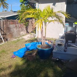 Miniature . Quad, Christmas Palm in ceramic glazed pot.