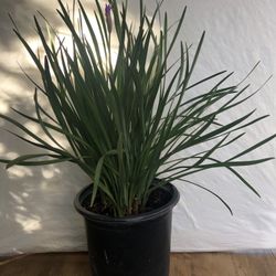 Society Garlic plant one gallon pot $9 each or 2 for $15