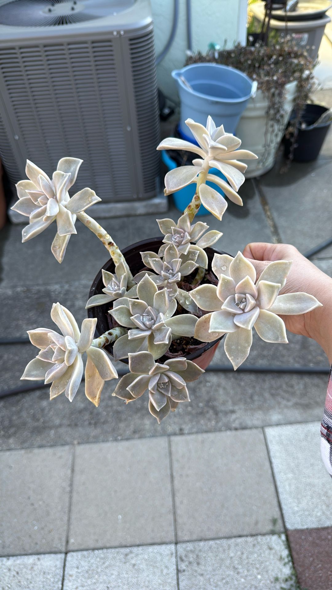 Succulent Plants 6” Pot