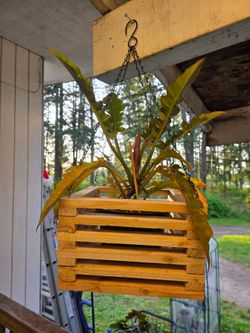 Pine hanging planter