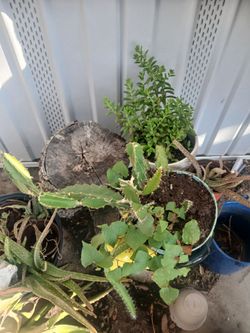Dragon fruit vine
