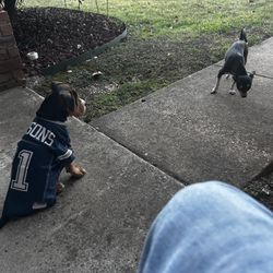 Free mixed breed dog for free.