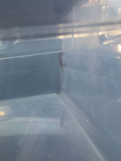 Gecko