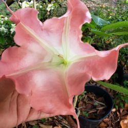 Plant Sales 