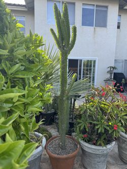 Giant Madagascar Ocotillo 