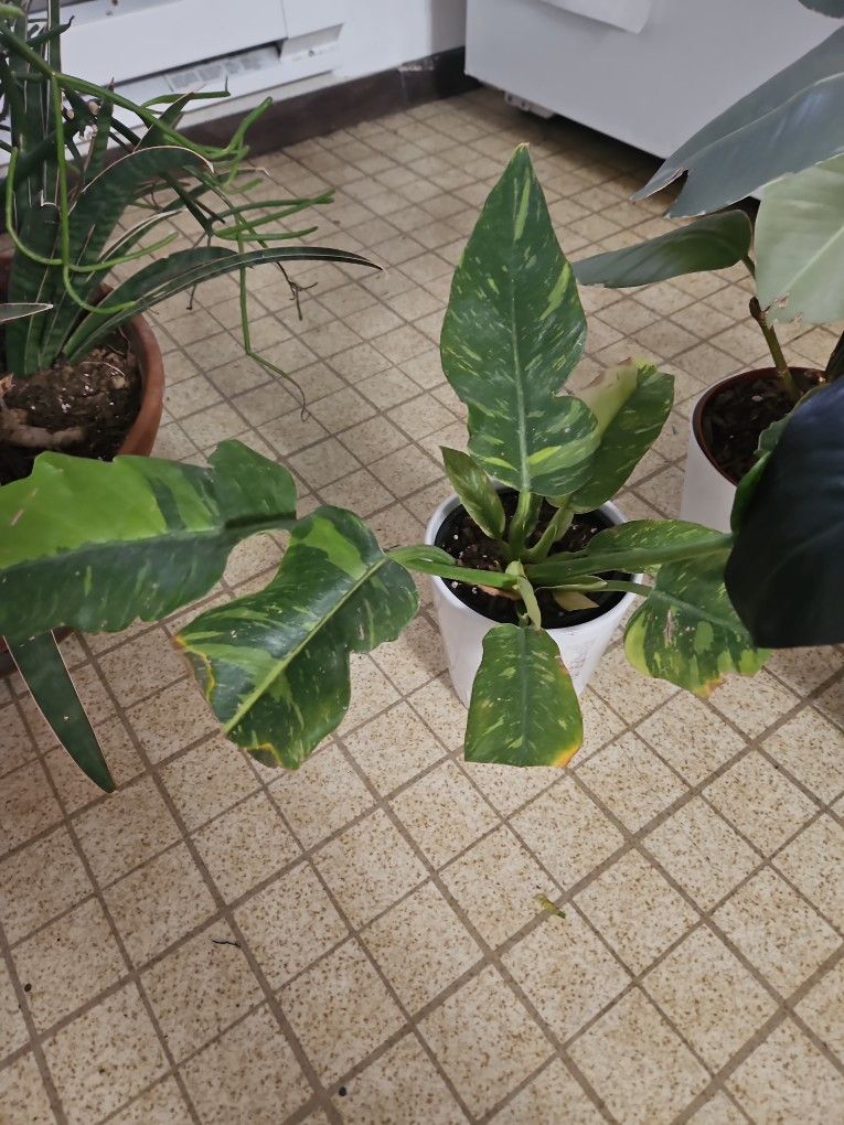 Houseplants: Variegated and Red Fancy Philodendrons