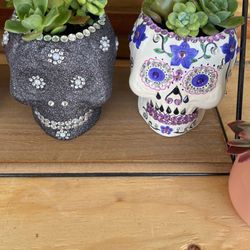 Mothers Day Succulents