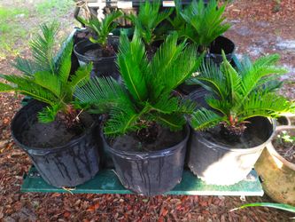 Sago Palms 25$ Large 15$ Small