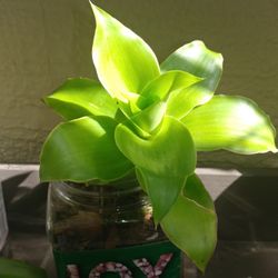 Little Plants Black Friday Sale 