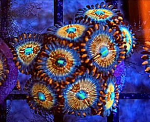 Coral decor