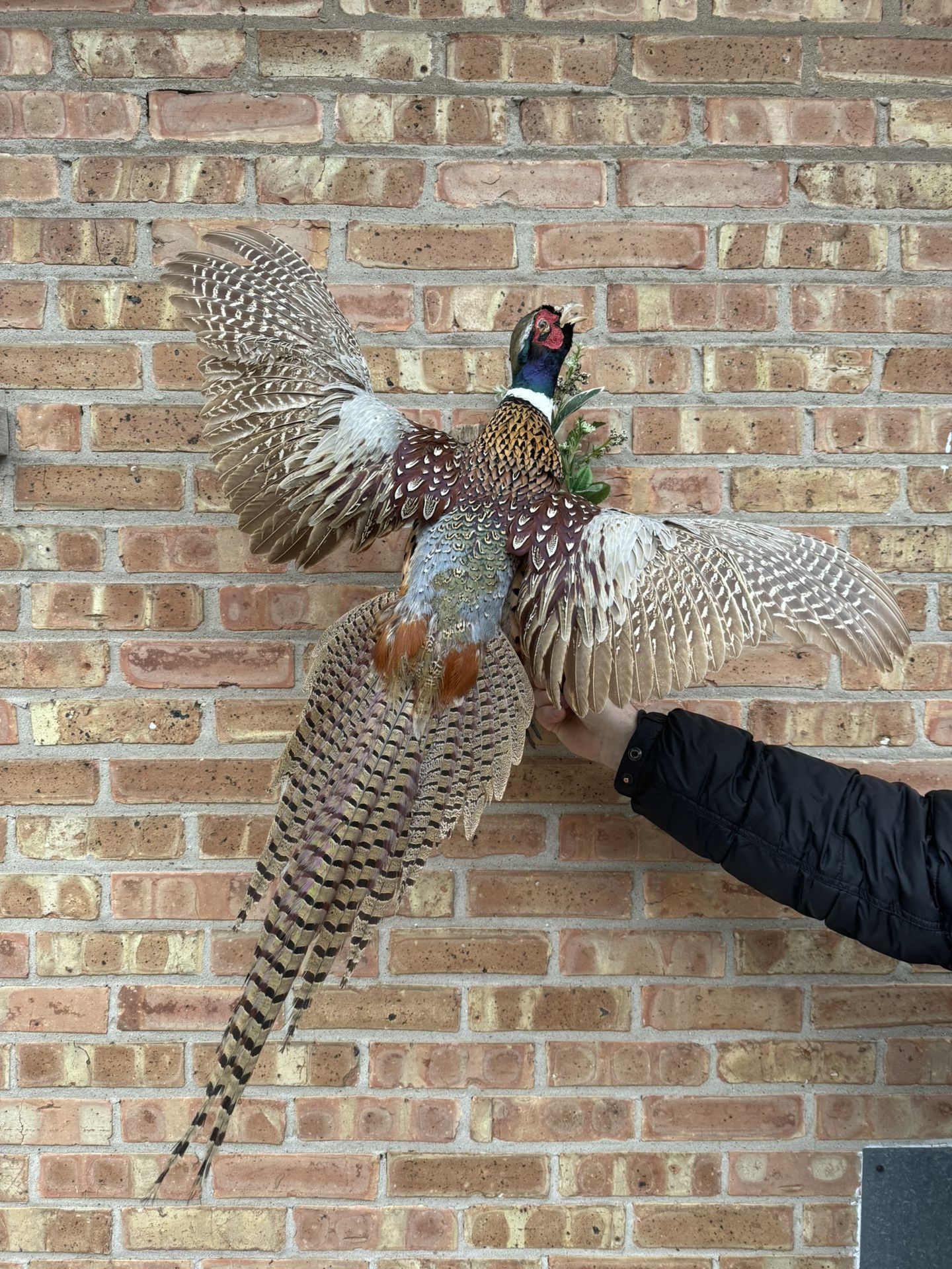 Pheasant Taxidermy