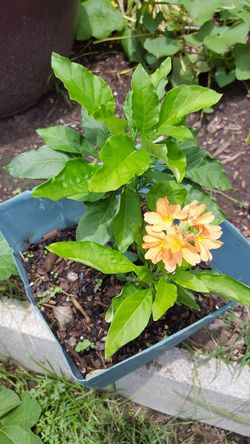 Crossandra kanakambaram firecracker seed