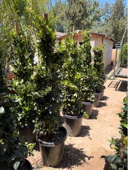 Waxleaf privet privacy shrubs 15 gal