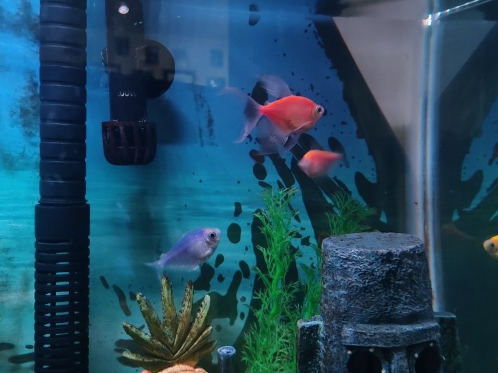Five Fish