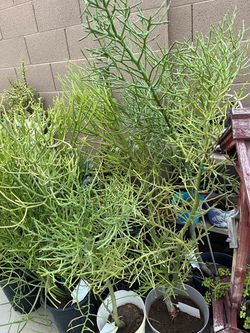 $25 Fire stick 6’ tall trees, $10 Elephant or Jude,  3 for $5 Aloe Vera