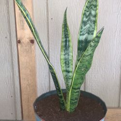 Heathy Snake Plant 30in Tall