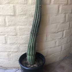 Cerius Column Cactus ~About To Bloom! 