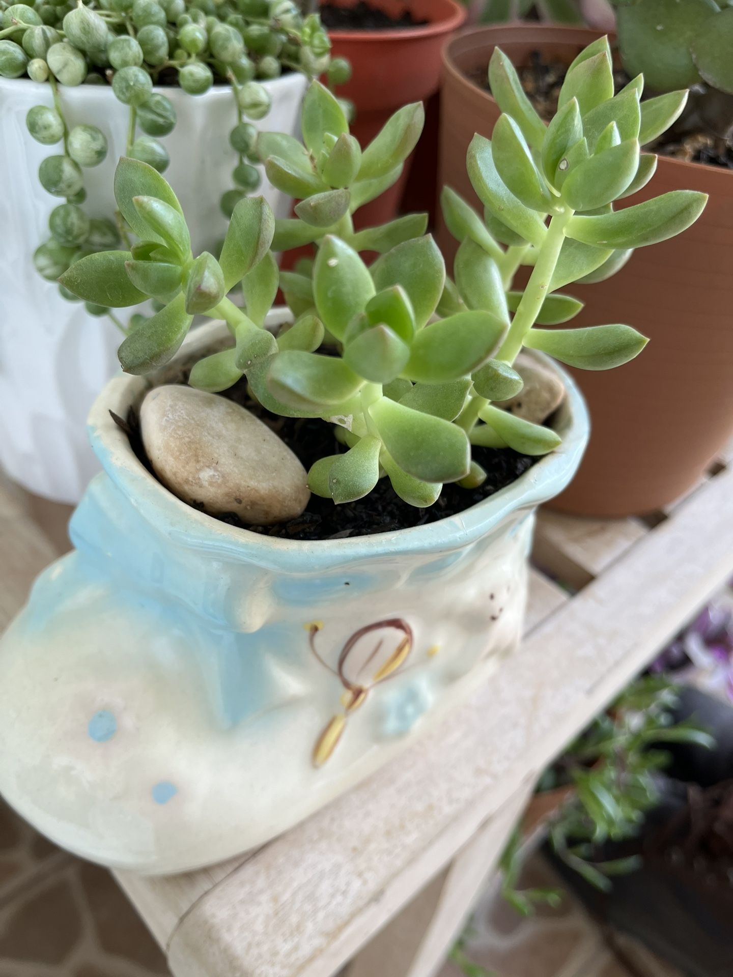 Succulent Plant