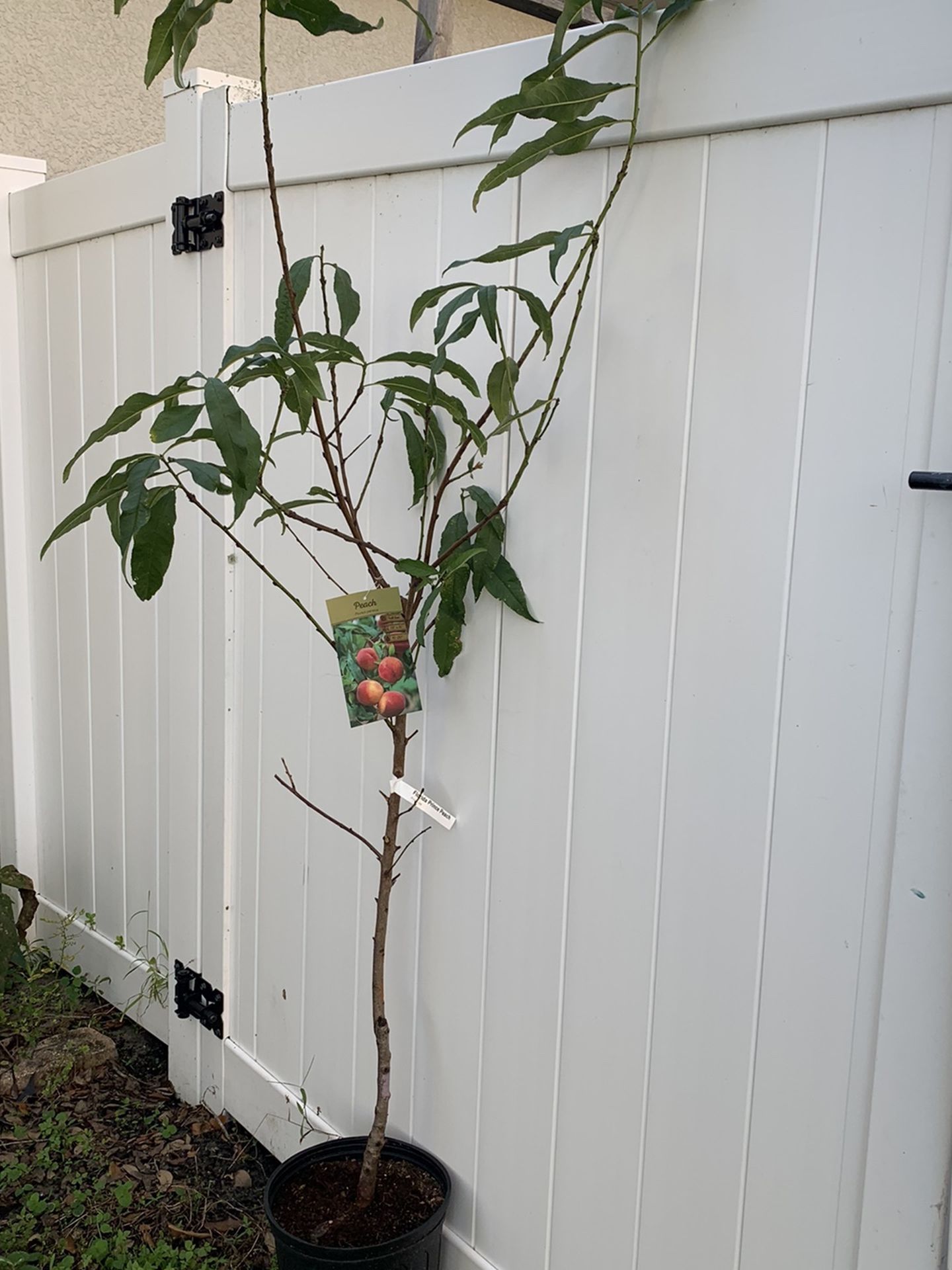 Florida Prince Peach Tree With Flower (6 Ft Tall) Ready To Bear Fruit