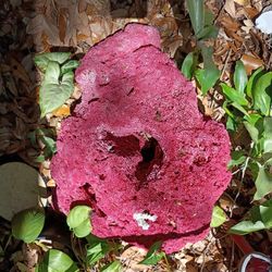 Huge Dyed Coral 