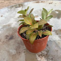 Fittonia Nerve Plant in Pot