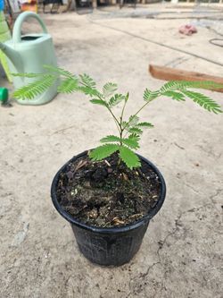 Mimosa Trees