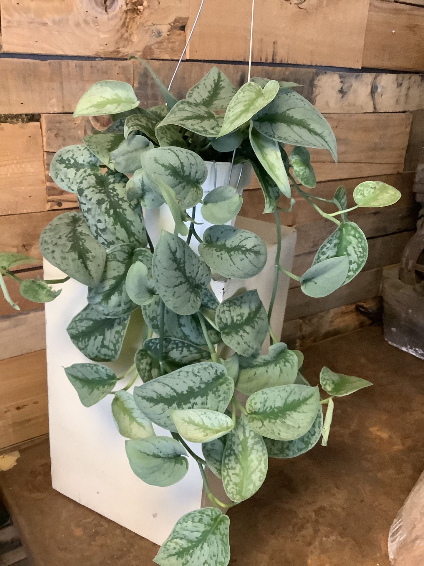 Indoor plant Scindapsus pictus Exotica, Tribi, Siamense, Siam Silver