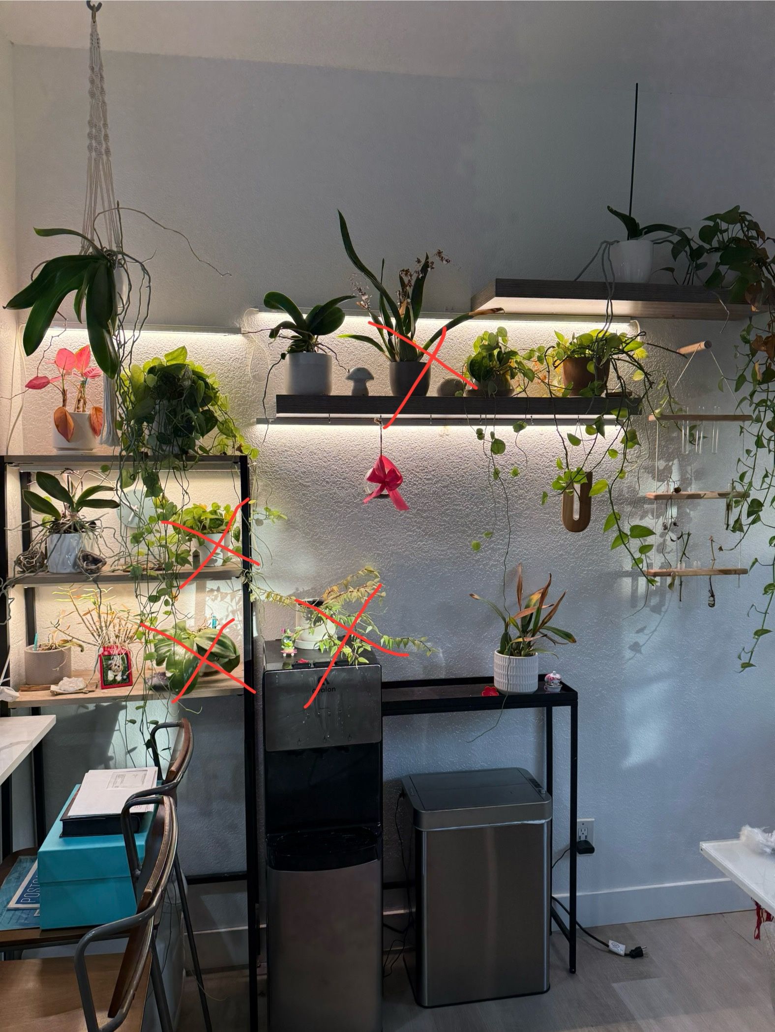 Plants For Sale
