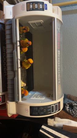 Pet brooder