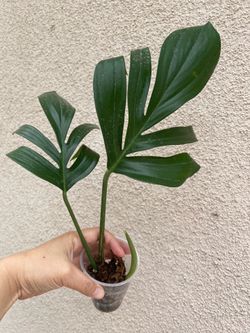 Dragons tail plant