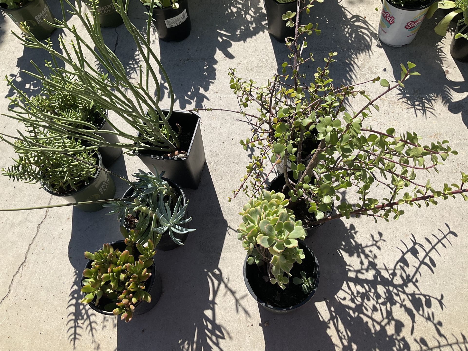 Different Kinds Of Plants Sale