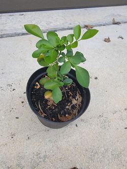 Orange Jasmine Plant 