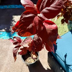 Copper Leaf Plant/Acalypha Wilkesiana 10” Pot