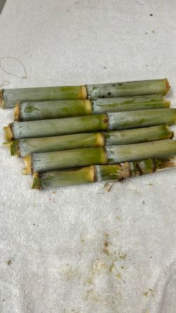 Sugar Cane 